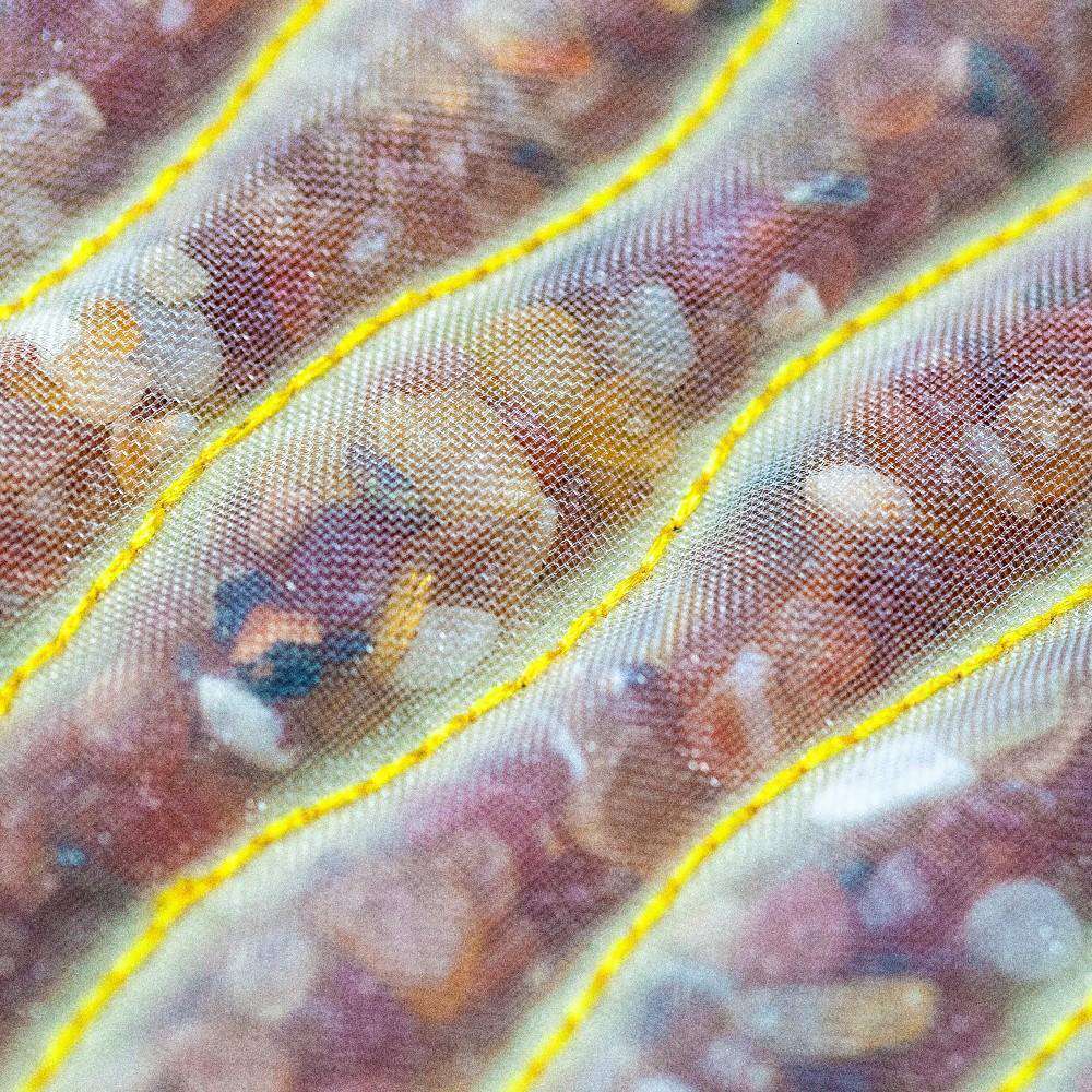 HealthyLine Rainbow Large 74